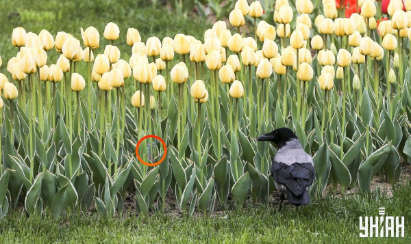 Усі бачать ворону, і лише "детектив" знайде голуба за 5 секунд: кумедна оптична ілюзія