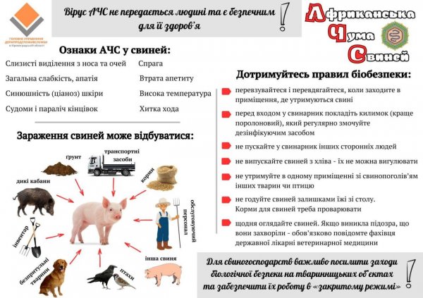 Ще один випадок африканської чуми свиней на Кіровоградщині: загинуло понад 400 тварин