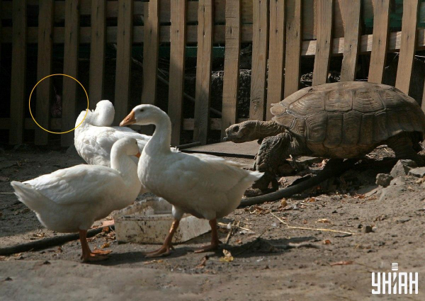 Усі бачать гусей та черепаху, і лиш одиниці знайдуть кота: хитра головоломка