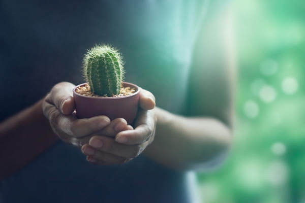 Чому кактуси не можна тримати вдома: п'ять вагомих причин