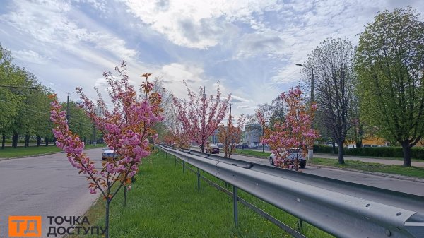 Сакури розквітли у Кропивницькому (ФОТО)