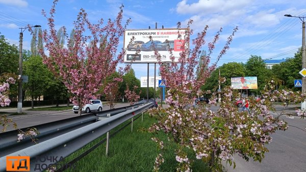 Сакури розквітли у Кропивницькому (ФОТО)