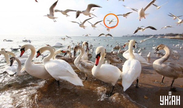 Оптична ілюзія: треба знайти кумедного голуба серед чайок та лебедів за 7 секунд