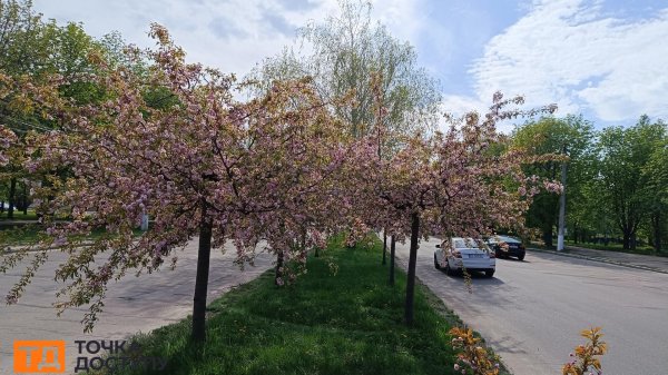 Сакури розквітли у Кропивницькому (ФОТО)