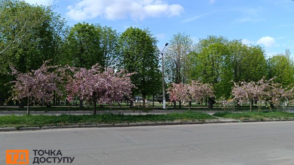 Сакури розквітли у Кропивницькому (ФОТО)