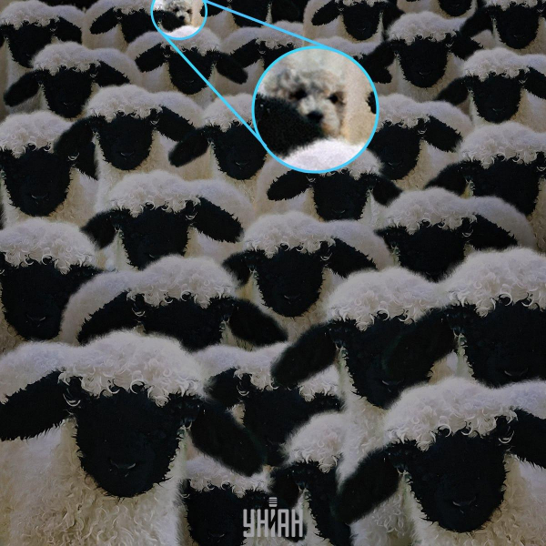 Фантастична оптична ілюзія: треба менш ніж за 10 секунд знайти собаку серед овець