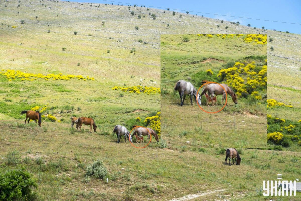 Оптична ілюзія з підступом: треба знайти козу серед коней за 9 секунд