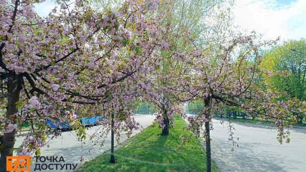 Сакури розквітли у Кропивницькому (ФОТО)