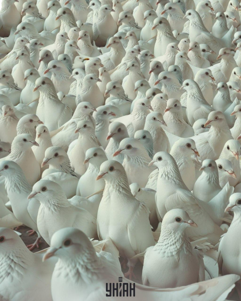 Усі бачать голубів, а треба знайти горду чайку за 10 секунд: тест для перевірки IQ