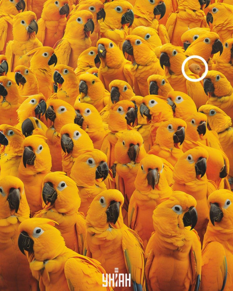 Треба знайти курча серед десятків папуг за 9 секунд: головоломка з "пасткою"