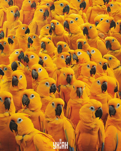 Треба знайти курча серед десятків папуг за 9 секунд: головоломка з "пасткою"