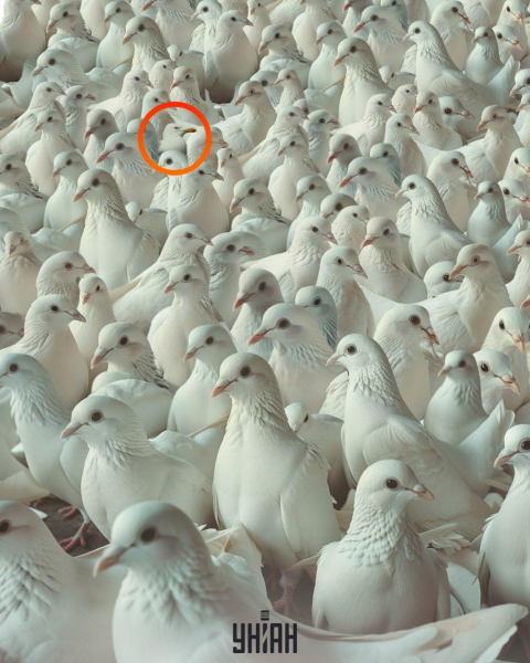 Усі бачать голубів, а треба знайти горду чайку за 10 секунд: тест для перевірки IQ