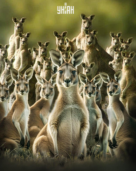 Усі бачать кенгуру, а треба знайти зайця за 6 секунд: підступна головоломка