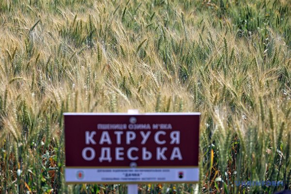 Із пшениці від одеських селекціонерів виходить чудовий хліб