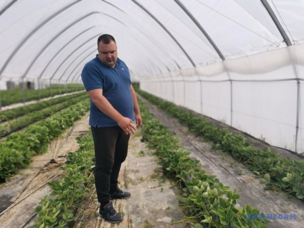 Грушеві сади і теплиці з суницею. Як допомагають державні гранти