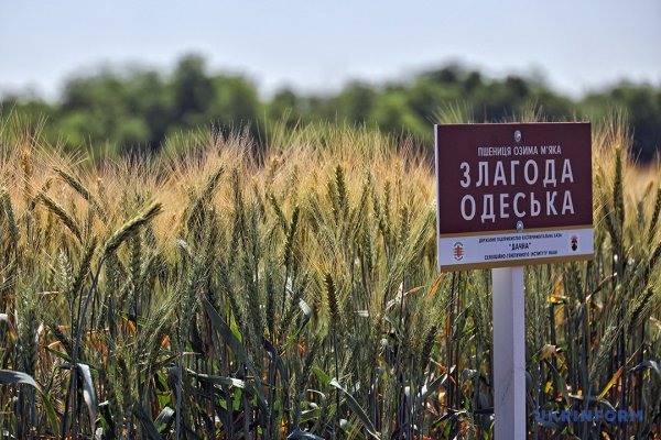 Із пшениці від одеських селекціонерів виходить чудовий хліб