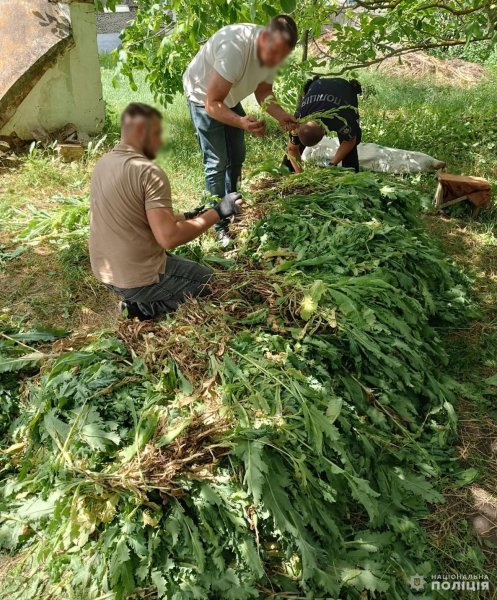 Майже 20 тисяч кущів маку виростив на городі житель Кіровоградщини (ФОТО)