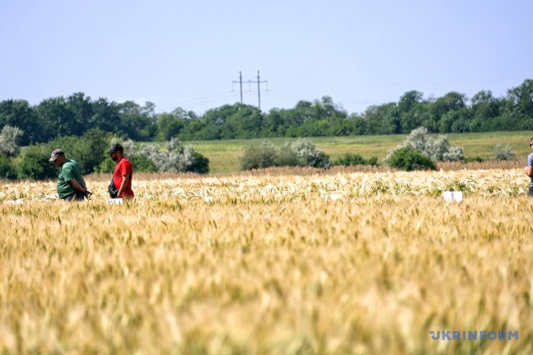 Із пшениці від одеських селекціонерів виходить чудовий хліб