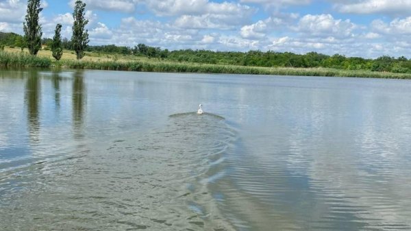 У громаді на Кіровоградщині в ставку врятували лебедя (ФОТО)