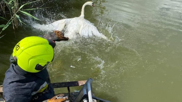 У громаді на Кіровоградщині в ставку врятували лебедя (ФОТО)