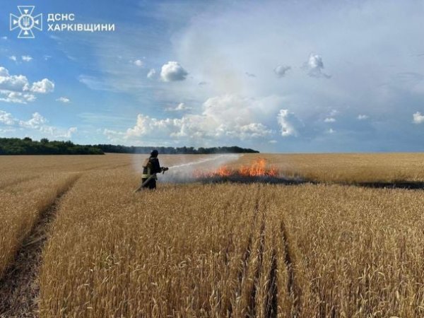 
Окупанти гатять по хлібних полях на Харківщині: чого хоче ворог (фото)
