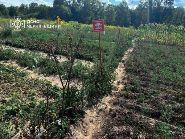 
"Сапери в шоці": що зробили на городах мешканці Чернігівщини
