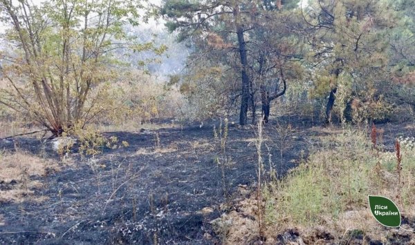 Через масований обстріл російською армією два дні гасили пожежу в лісах Кіровоградщини (ФОТО)