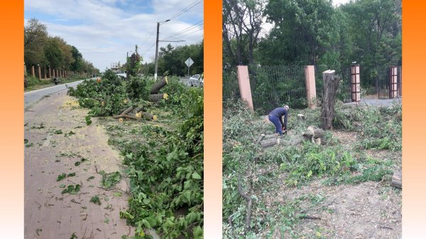 Одне дерево для трьох Героїв: у Кропивницькому рідні загиблих військових обурені організацією висадження Алеї пам’яті