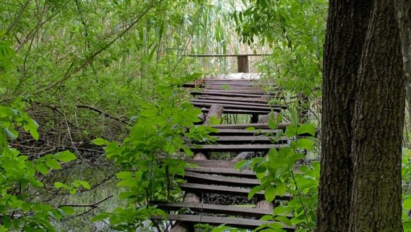 На Кіровоградщині планують взяти під охорону унікальні ліси: розповідаємо про створення національного природного парку