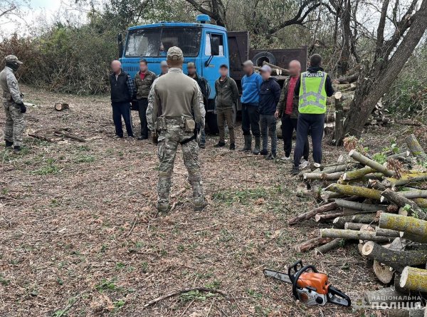 Пиляли та продавали цінні породи: на Кіровоградщині чоловіків викрили у вирубці дерев на 2 мільйони гривень