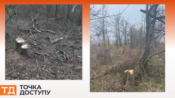 Збитки у понад мільйон гривень. На Кіровоградщині невідомі вирубали дерева у заказнику