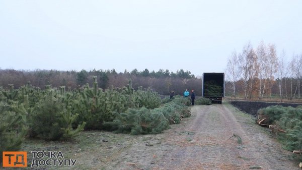 Майже 60 тисяч новорічних дерев підготували лісівники Кіровоградщини до свят. Як вплинула на попит війна