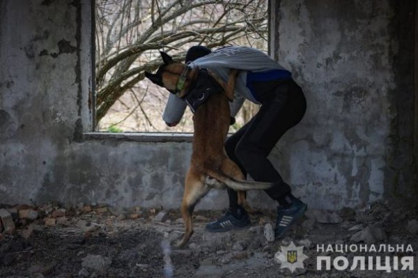 
Вони рятують: у МВС розповіли, як тварини допомагають після обстрілів знаходити людей (фото)
