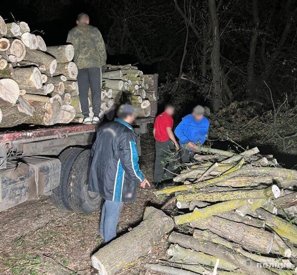 На Кіровоградщині судитимуть чоловіків, яких підозрюють у порубці дерев на понад 2 мільйони