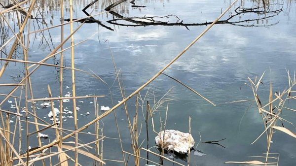 У кар’єрі на Кіровоградщині загинули лебеді. Місцеві вважають, що птахи померли через те, що їх годували хлібом