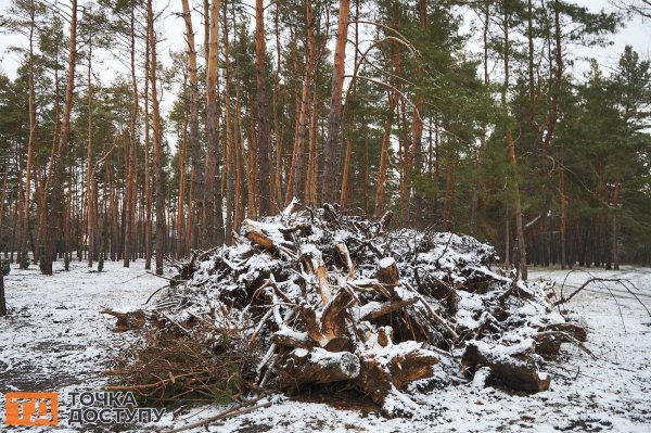 У лісопарку в Кропивницькому висадили 200 дерев. У міськраді пояснили, чому роблять це взимку