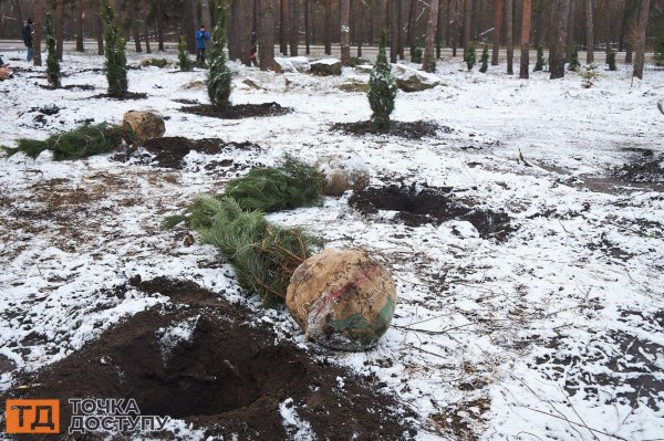 У лісопарку в Кропивницькому висадили 200 дерев. У міськраді пояснили, чому роблять це взимку