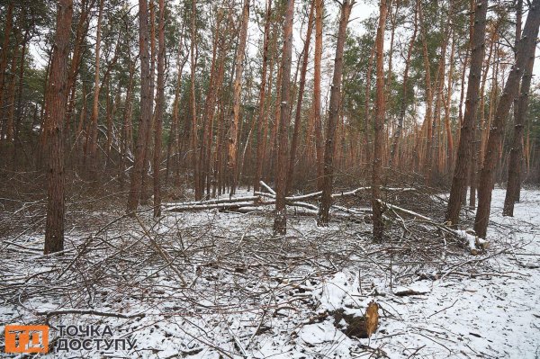 У лісопарку в Кропивницькому висадили 200 дерев. У міськраді пояснили, чому роблять це взимку