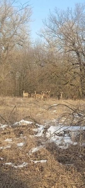 
В українському заповіднику зафіксували табун японських оленів (фото)
