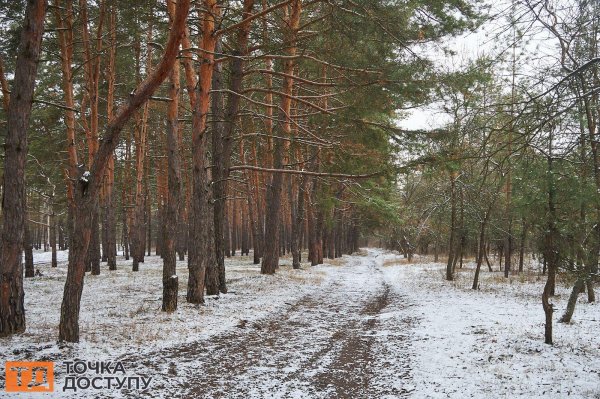 У лісопарку в Кропивницькому висадили 200 дерев. У міськраді пояснили, чому роблять це взимку