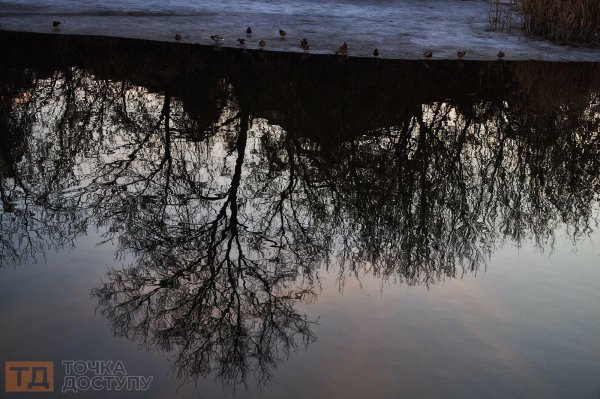 Весна на Козачому острові в Кропивницькому: лебеді та дикі качки на водах Інгулу (ФОТОРЕПОРТАЖ)