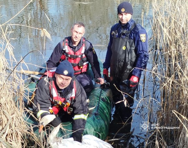 Жителька Кропивницького врятувала лебідку на річці Інгул: пташці потрібна операція