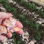 Дізнайтеся, чому яєчна шкаралупа — це натуральний помічник на городі: як правильно її використовувати для рослин, ґрунту та захисту від шкідників.