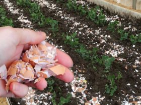 Дізнайтеся, чому яєчна шкаралупа — це натуральний помічник на городі: як правильно її використовувати для рослин, ґрунту та захисту від шкідників.
