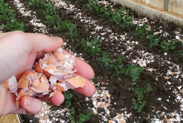 Дізнайтеся, чому яєчна шкаралупа — це натуральний помічник на городі: як правильно її використовувати для рослин, ґрунту та захисту від шкідників.