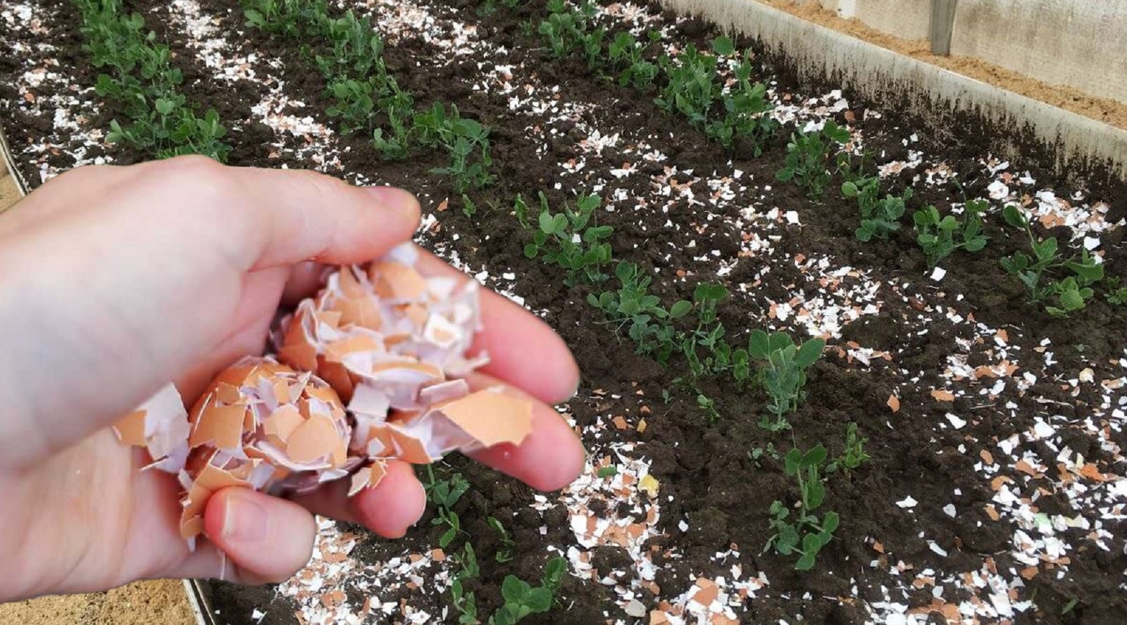 Дізнайтеся, чому яєчна шкаралупа — це натуральний помічник на городі: як правильно її використовувати для рослин, ґрунту та захисту від шкідників.