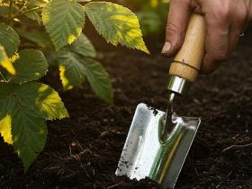 Дізнайтесь, коли і що садити у липні 2025 року: посівний календар з практичними порадами, фазами Місяця та сприятливими днями для кожної культури.