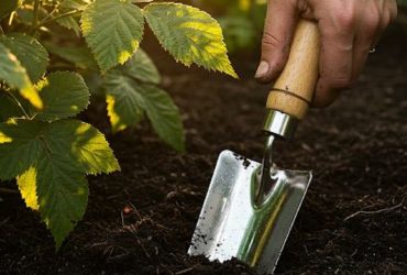 Дізнайтесь, коли і що садити у липні 2025 року: посівний календар з практичними порадами, фазами Місяця та сприятливими днями для кожної культури.