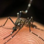 Тигровий комар з Азії вже в Україні. Дізнайтесь, чим він небезпечний, які хвороби переносить та як захиститися від його укусів.