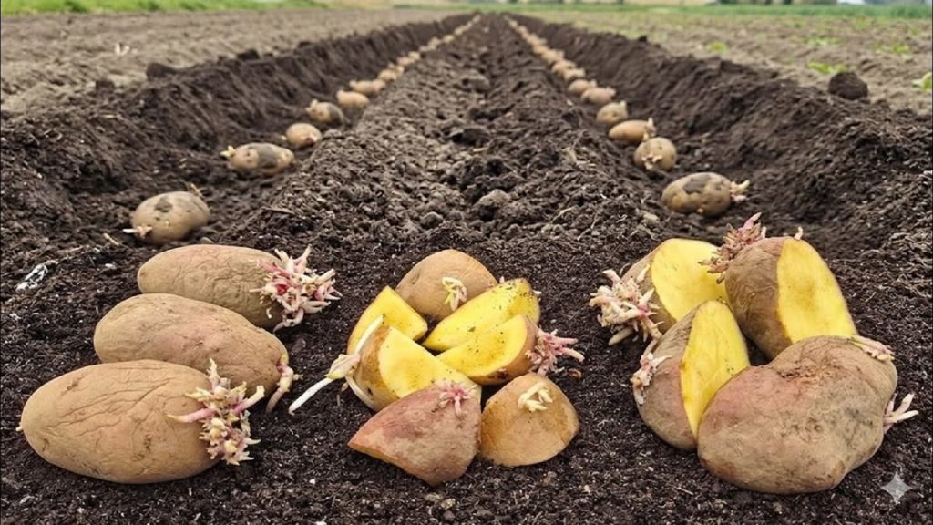 Коли садити картоплю в Україні: до Паски чи після Коли садити картоплю в Україні: до Паски чи після Благовіщення. Строки посадки по регіонах, температура ґрунту та практичні поради агрономів.
